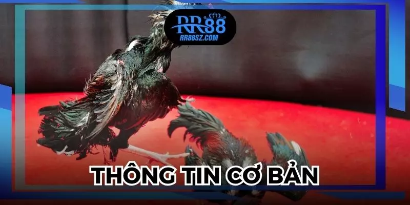 Điểm qua một vài nét về sảnh đá gà RR88