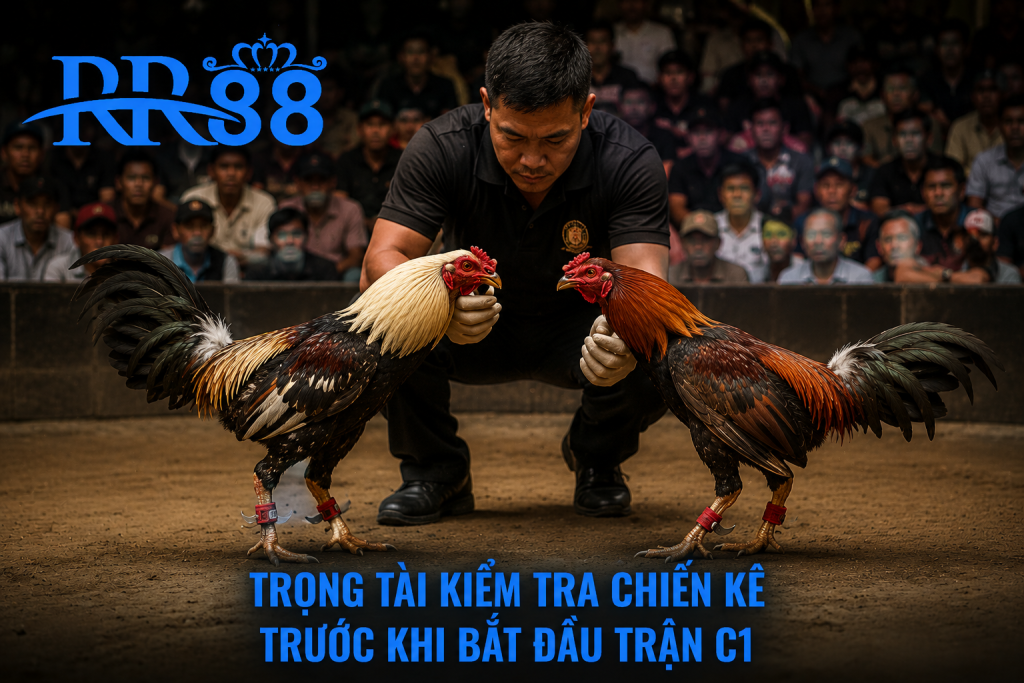 Trọng tài kiểm tra hai chiến kê trước khi bắt đầu trận Đá Gà C1