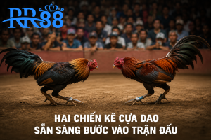 Hai chiến kê cựa dao đang chuẩn bị bước vào trận đấu tại đấu trường