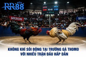 Không khí sôi động tại trường gà Thomo với nhiều trận đấu hấp dẫn