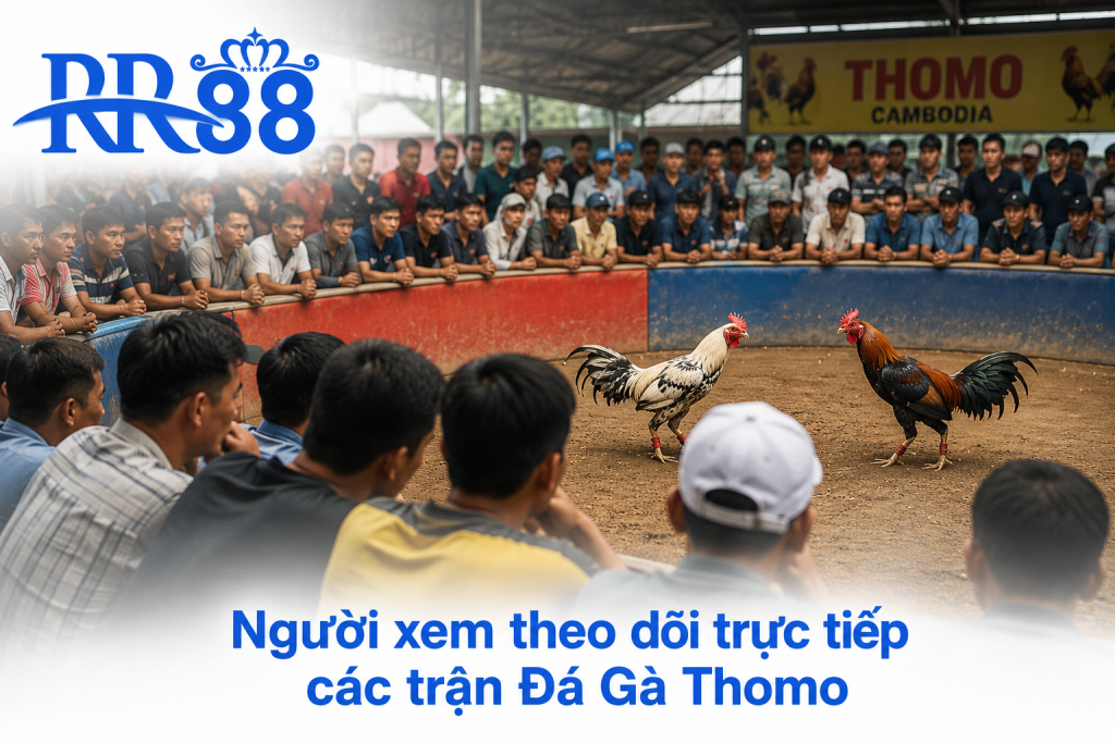 Người xem theo dõi trực tiếp các trận Đá Gà Thomo với nhiều chiến kê chất lượng