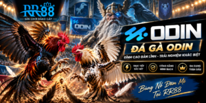 Giao diện Đá Gà Odin tại RR88