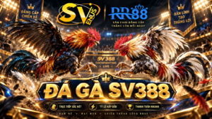 Đá Gà SV388 tại RR88