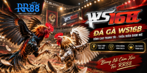 Đá Gà WS168 tại RR88